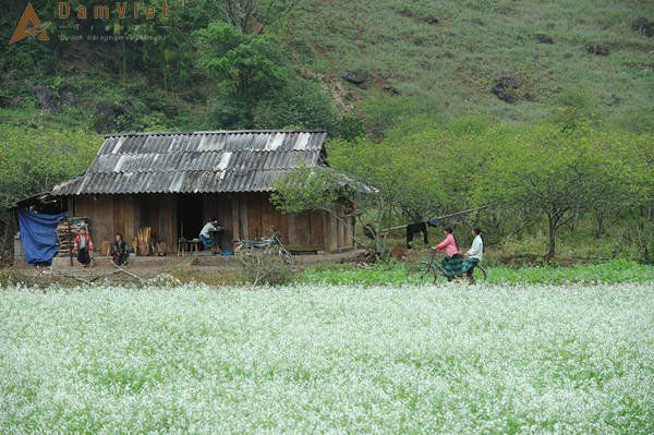 Du lịch Mộc Châu 