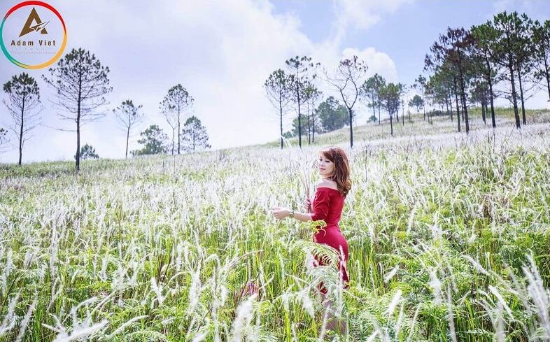 Hoa cỏ lau ở Đà Lạt