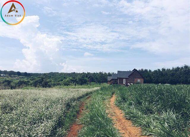 Da Lat Milk Farm