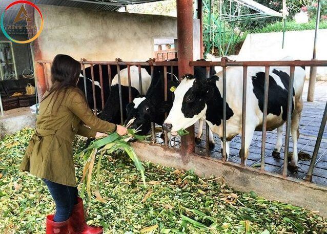 Da Lat Milk Farm