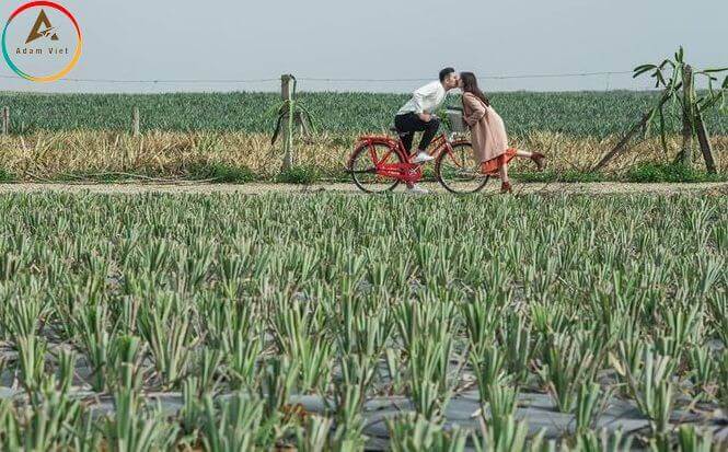 nông trại dứa Đồng Giao