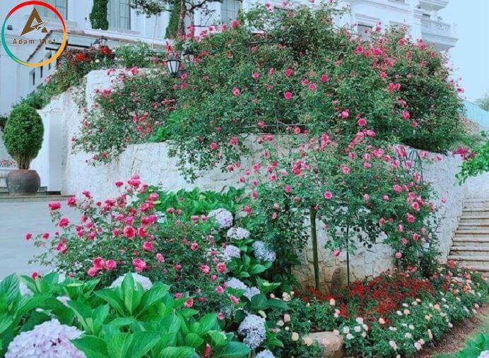 Du lịch Sapa - khám phá "cung điện hoa hồng"